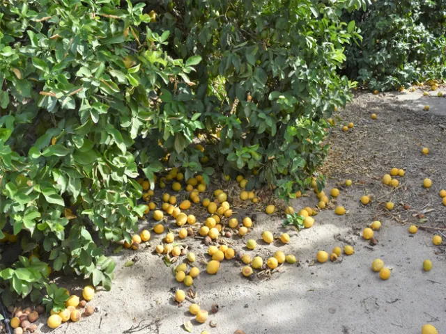 Lemon Fruit Drop