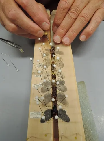 Pinning butterflies is intricate work, but entomologist Jeff Smith is a pro. (Photo by Kathy Keatley Garvey)