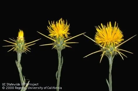 Blooming stages