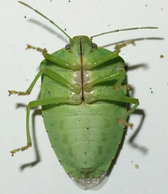 underside