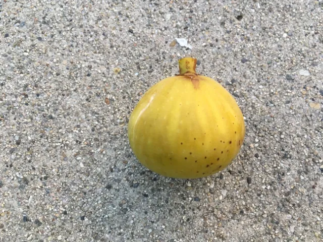 kadota fig