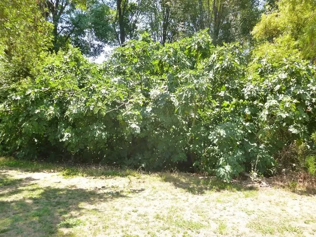 fig tree forest
