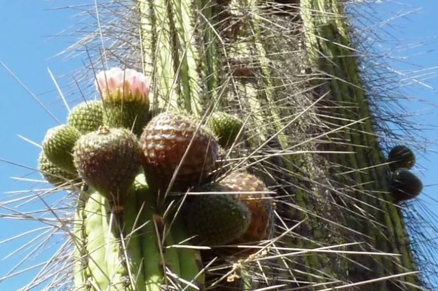 rumpa thorns