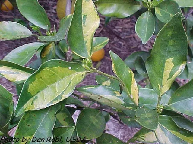 Chimera on leaves
