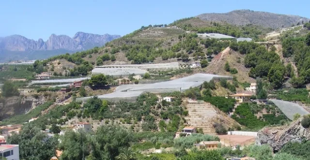 loquat nets spain