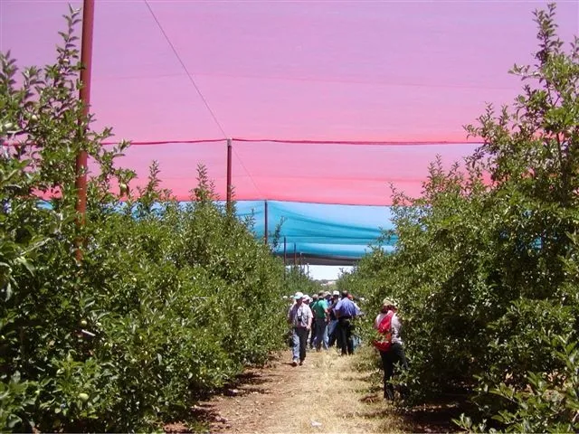 netting trees