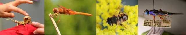 The Bohart Museum of Entomology, UC Davis, is the home of nearly 8 million insects.
