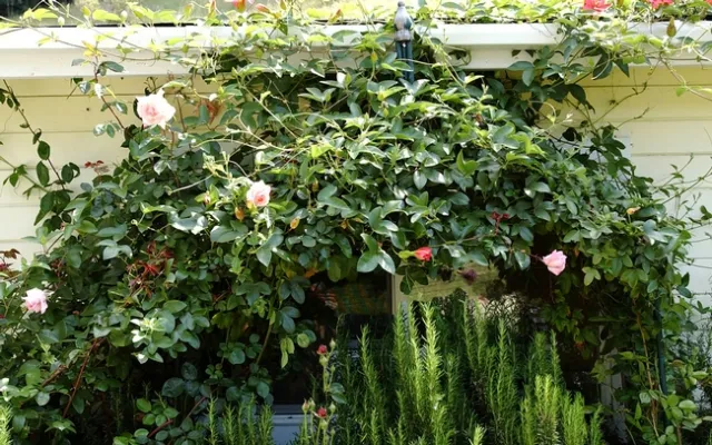 climbing rose