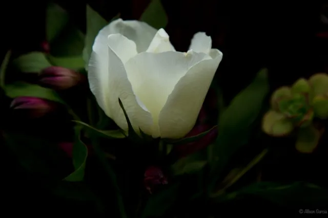 single perfect rose