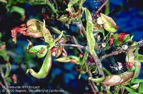 Peach leaves deformed by peach leaf curl. (Photo: Jack Kelly Clark)