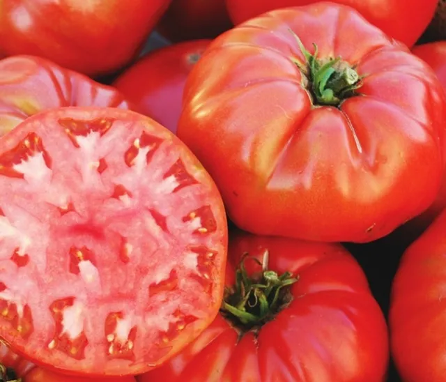 Red tomatoes, one slide. Photo credit R. Caldwell.
