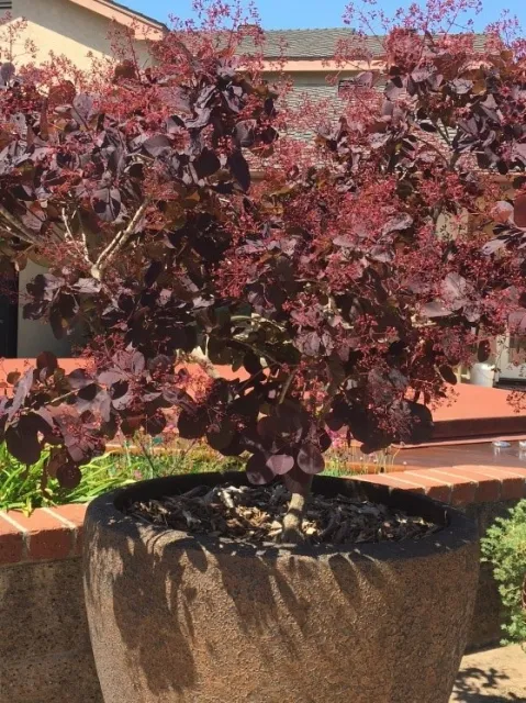 smoke tree