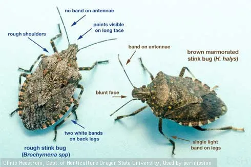 Key features for identification