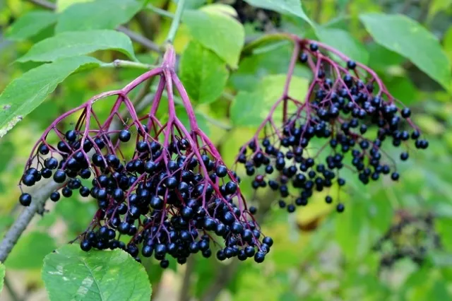 Las bayas del saúco son ricas en vitamina C y también contienen vitamina B6 y hierro.