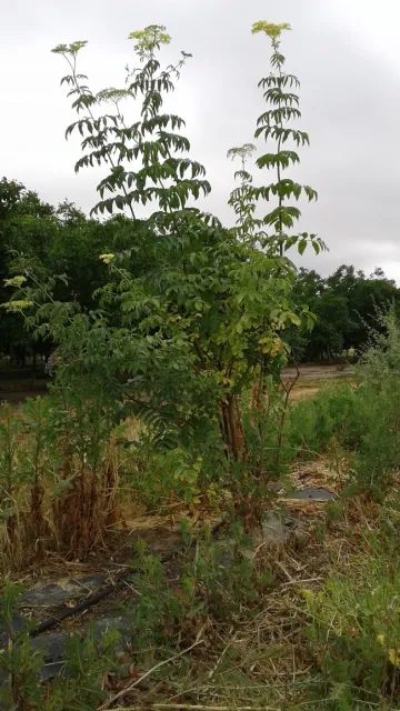 Una barrera de bayas del saúco recientemente plantada en el condado de Yolo.