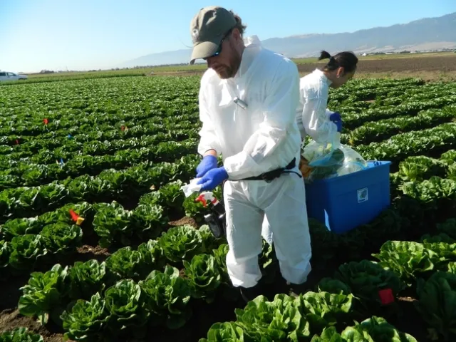 Ronald F. Bond recoge muestras en el Valle de Salinas Valley. (Fotografía: M. L. Partyka)