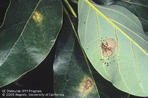 lace bug damage