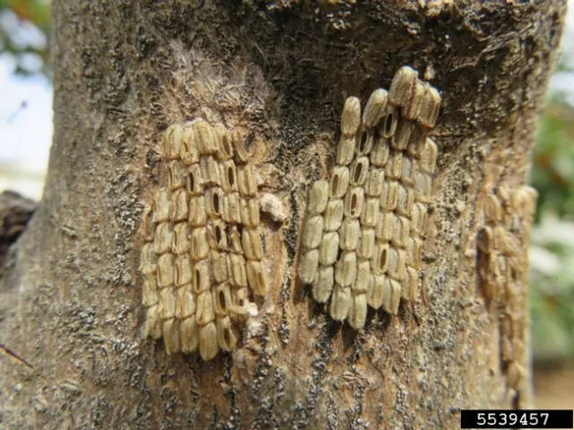 Spotted lanternfly eggs-Lawrence Barringer