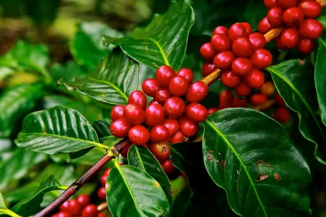 California-grown coffee has great earning potential for farmers, reported Valley Public Radio.