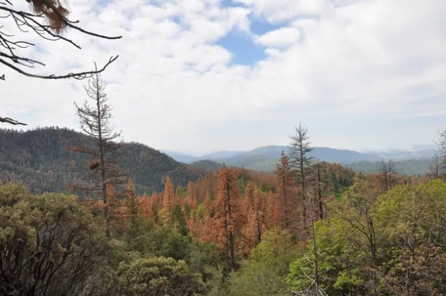 Millions of trees in California, many in the Sierra Nevada, died as a result of the 2011-2016 drought. (Photo: NASA)