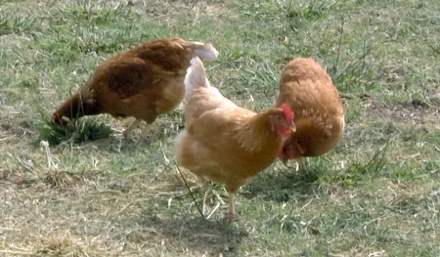 By law, organic and cage-free production must give birds access to the outdoors. While they're outdoors, they are at a higher risk of exposure to diseases carried by wild birds.