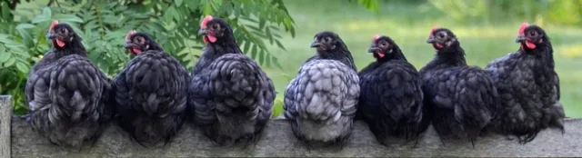Chickens on fence