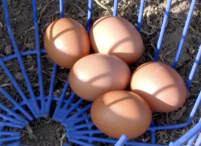 chicken eggs