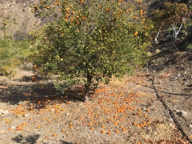 fruit drop