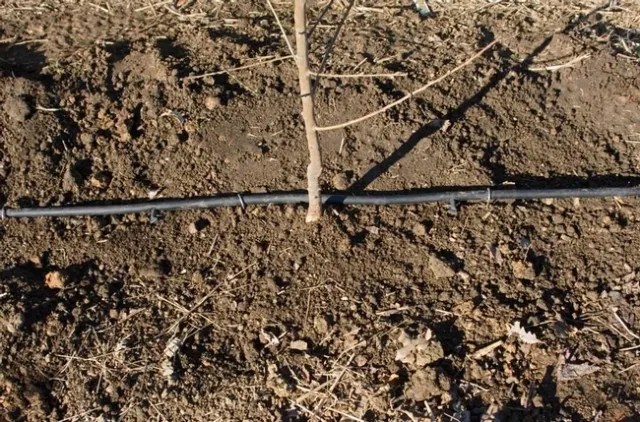 Irrigatede Tree