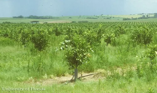 citrus weeds