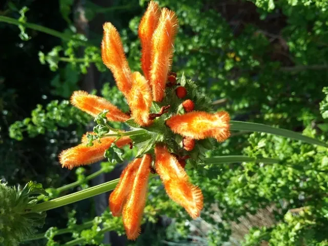 Leonotus