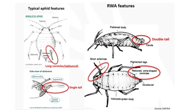 aphid2
