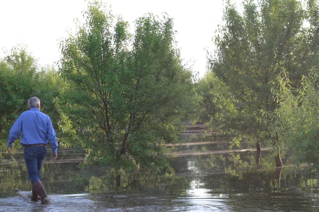 Don Cameron wading through almond orchard_Terranova Ranch_5-16-17_by Christa Harader (3)