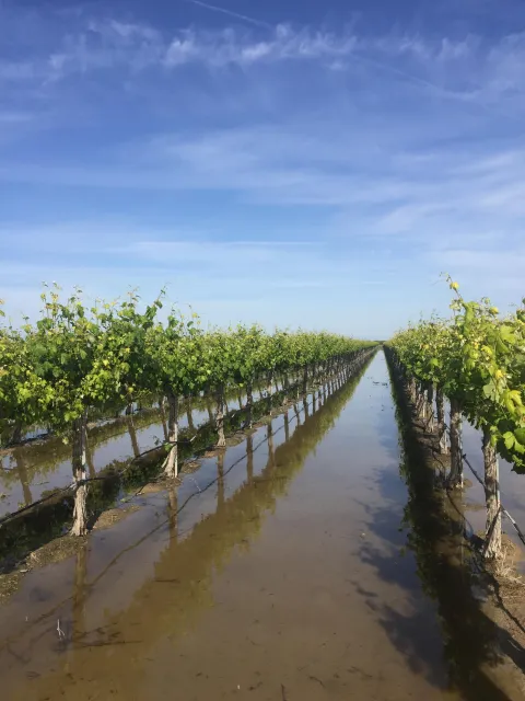 winegrapes2017