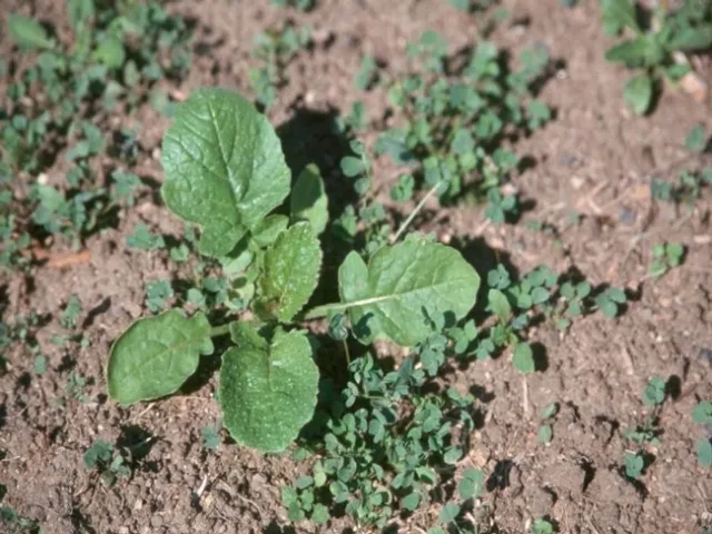Weeds in seedling alfalfa.