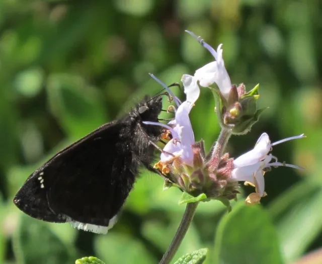 Black Sage