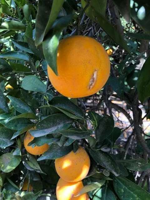 split valencia