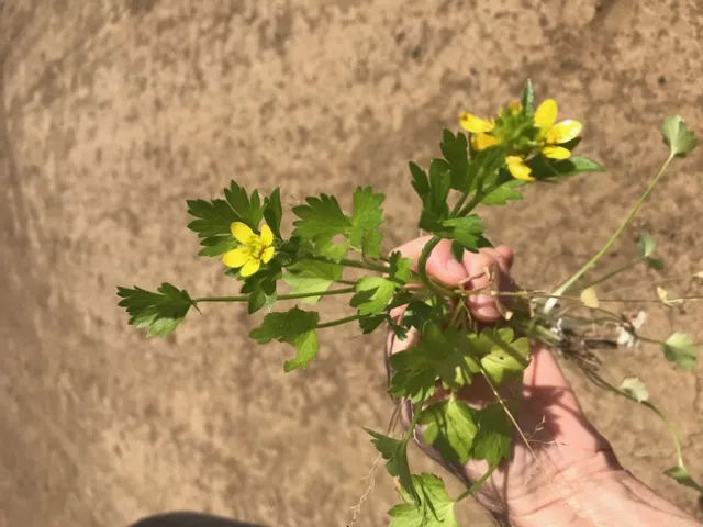 A healthy spiny buttercup (Ranunculus muricatus).