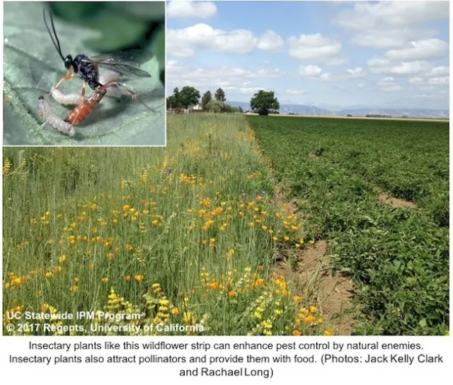 InsectaryPlants