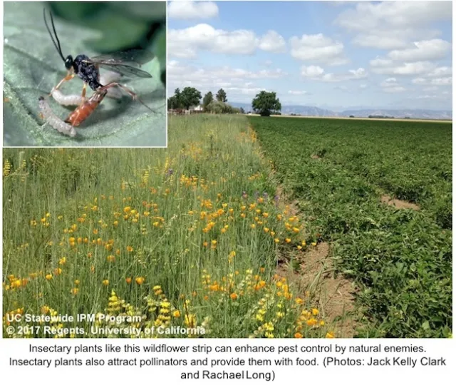 Insectary plants like this wildflower strip can enhance pest control by natural enemies. Insectary plants also attract pollinators and provide them with food.