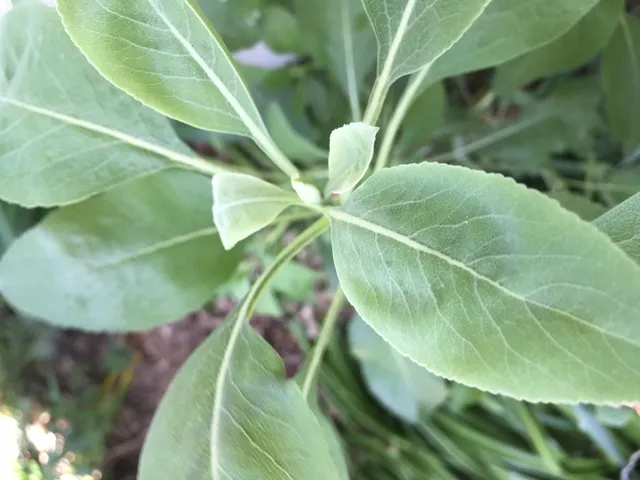 white sage