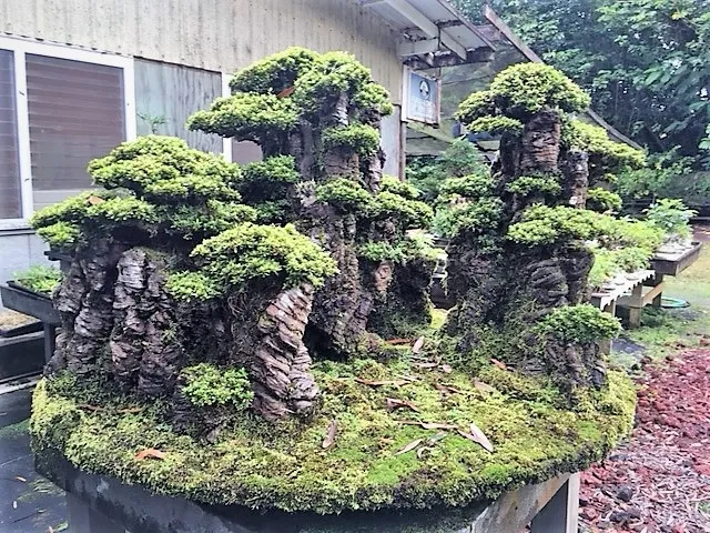 Shrubby Bonsai