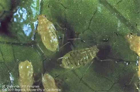 Nasonovia