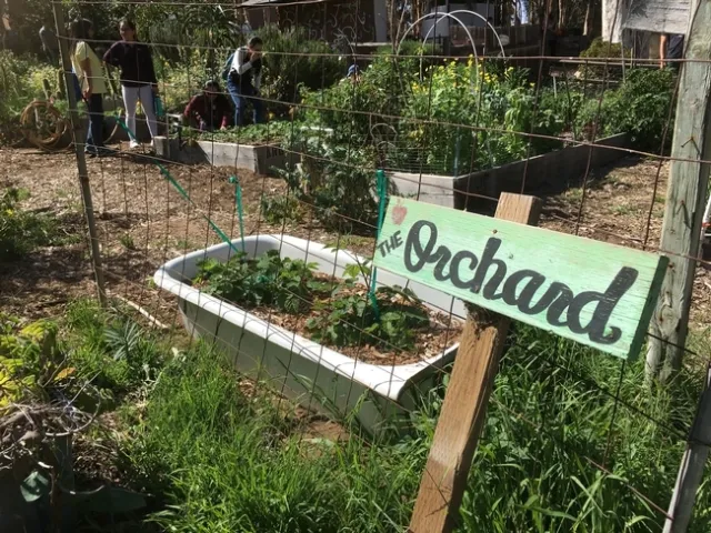 Los miembros de la GFI visitaron el Huerto Comunitario de Roger, un huerto de UCSD que ofrece espacio a los estudiantes, personal, profesores y ex alumnos para que cultiven hierbas, flores, frutas y verduras y conduzcan estudios a cargo de los estudiantes.