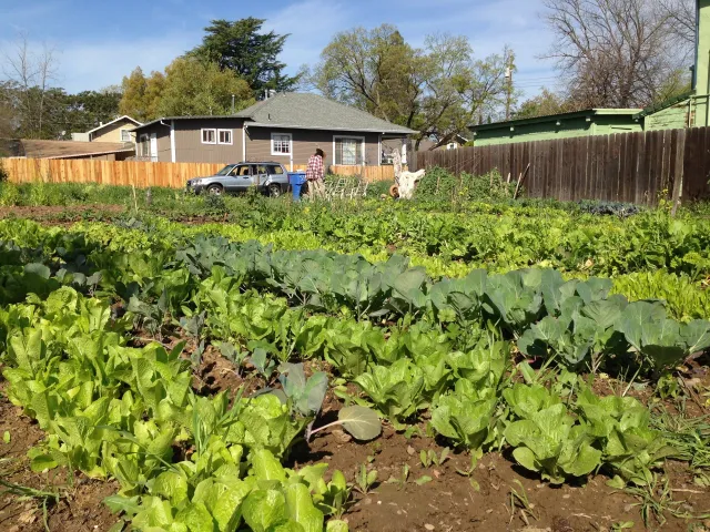 Sacramento Urban Farm
