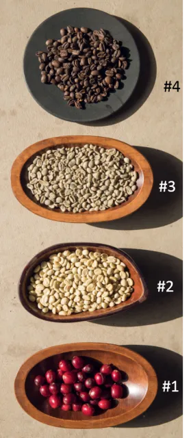 coffee bean stages
