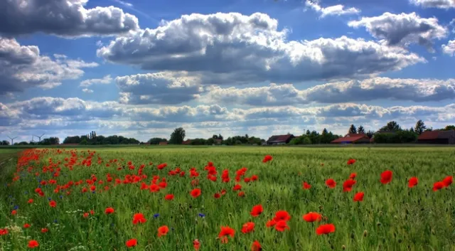 Flanders poppies in the wild