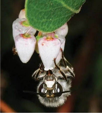 digger bee on manzanita flower