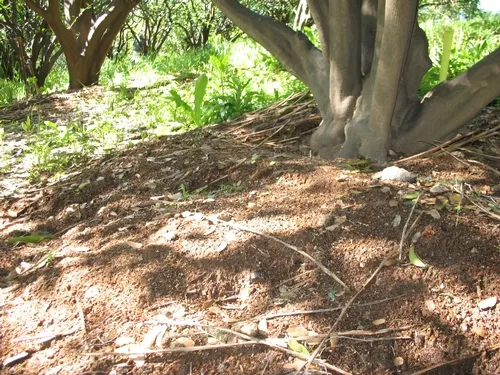 Mulch at Hillcrest Farm on citrus trees.