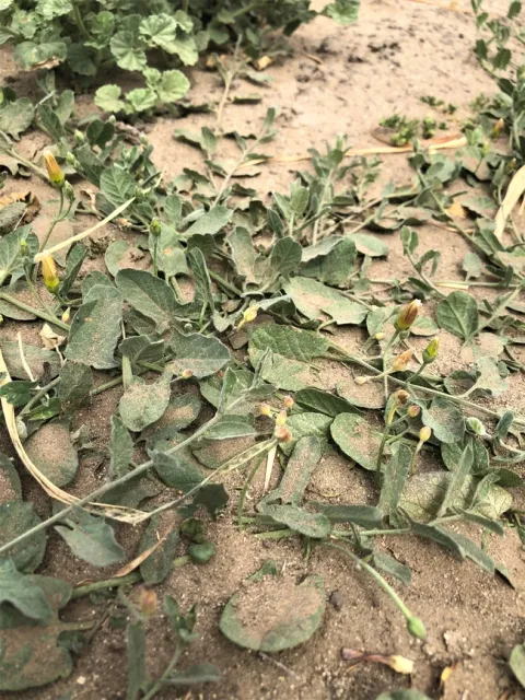 Dust on leaves